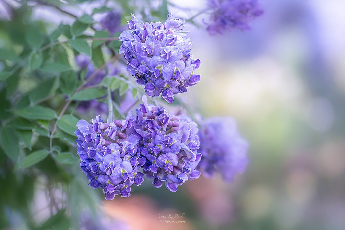 130_5344-48-st-s-A garden walk-2024-7.jpg