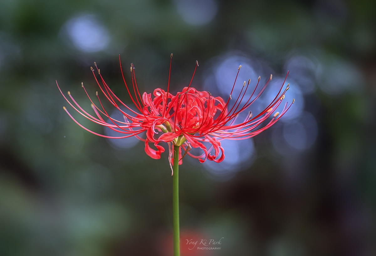 122_4779-85-st-s-The red of September-1..jpg