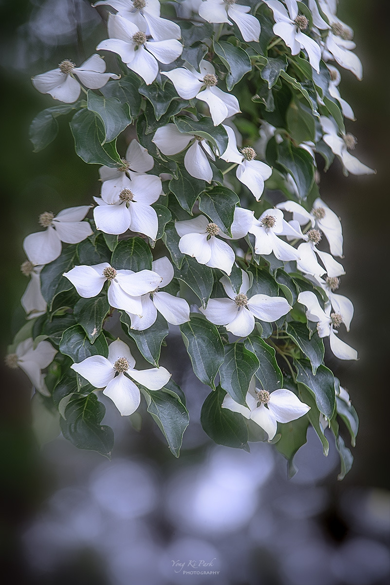 130_6657-F-s-A garden walk-2024-14.jpg