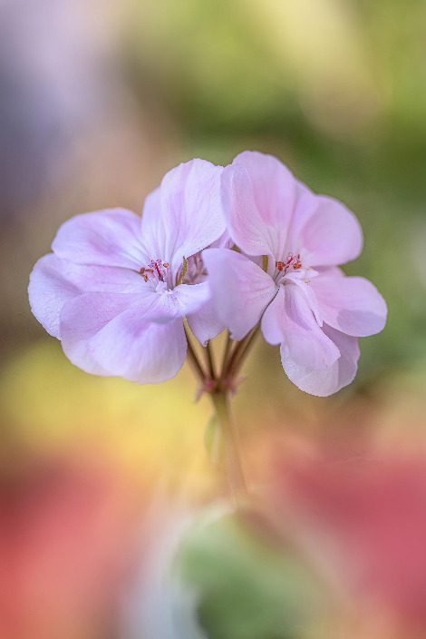 120_3379-5L-A preview of spring-1.jpg