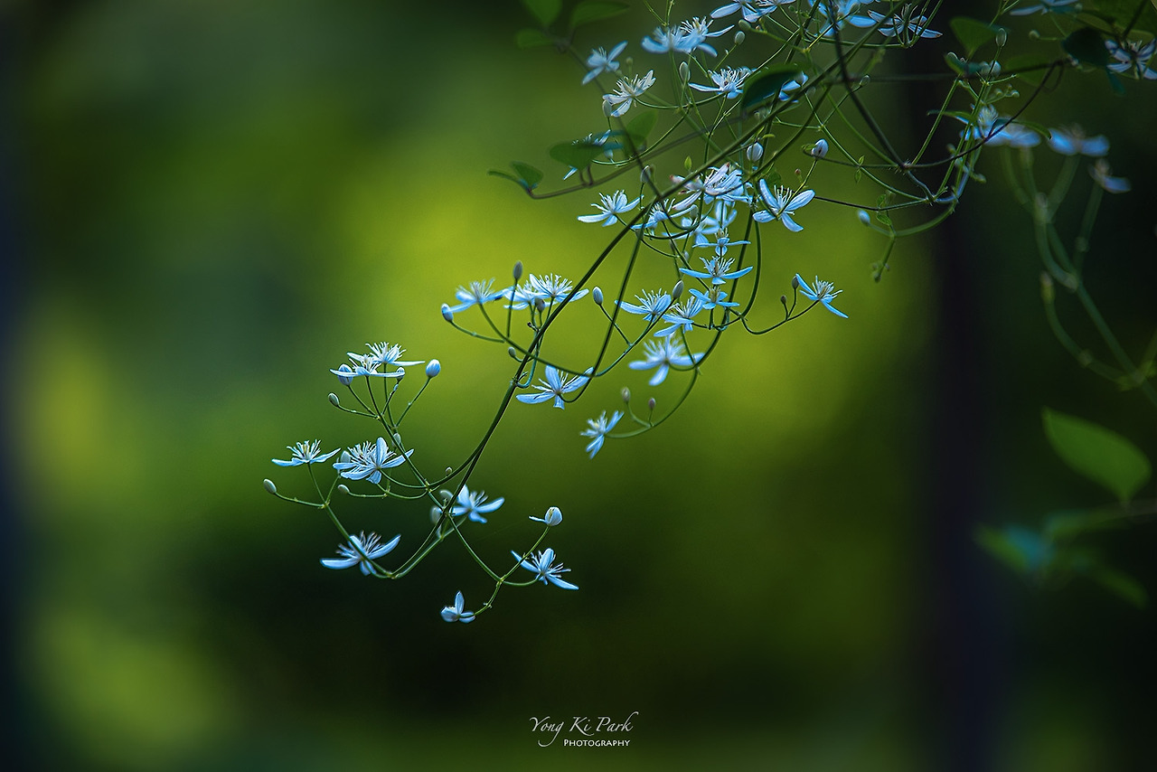 119_1954-s-Poetic summer-29.jpg