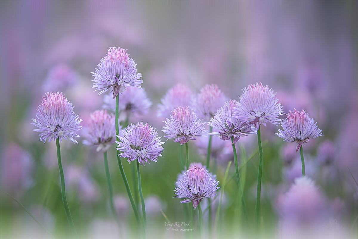 125_7898-7900-st-s-A walk in the garden-15.jpg