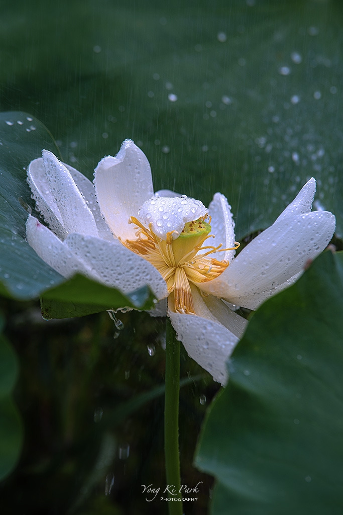 119_4807-s-The summer in Muju-3-2.jpg