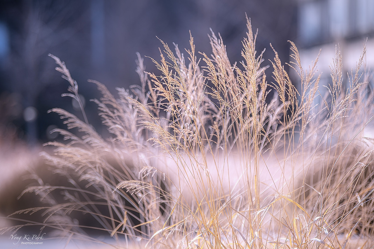 120_5916-s-Winter garden-8.jpg