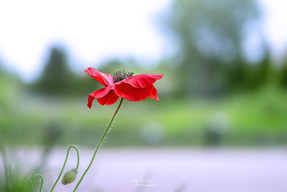 125_7687-89-st-s-A walk in the garden-7.jpg