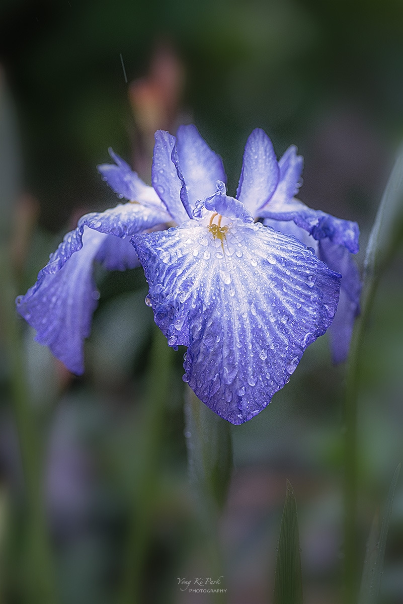 126_4652-59-st-s-Rainy day-2.jpg