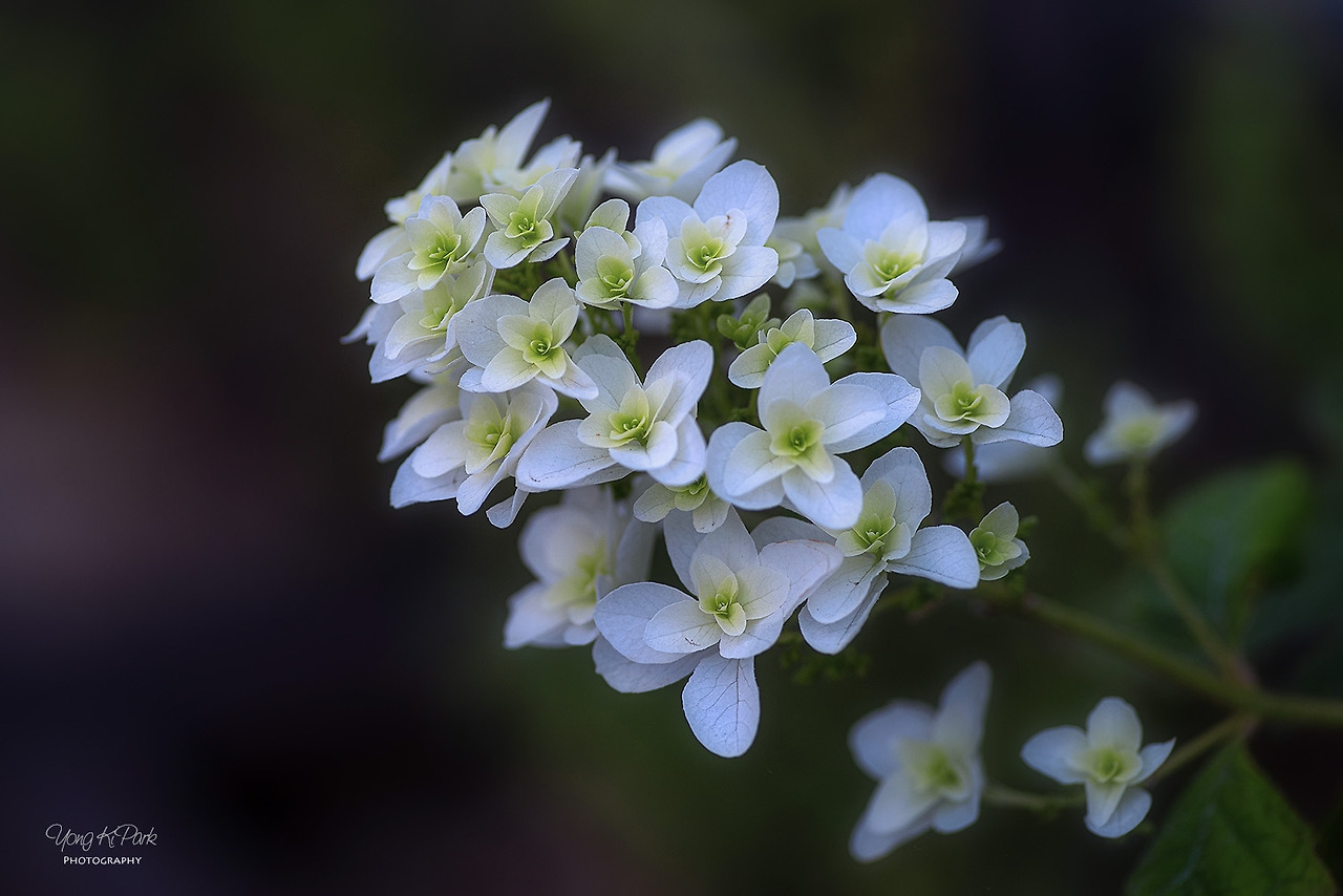 117_2870-s-Garden of June-8.jpg