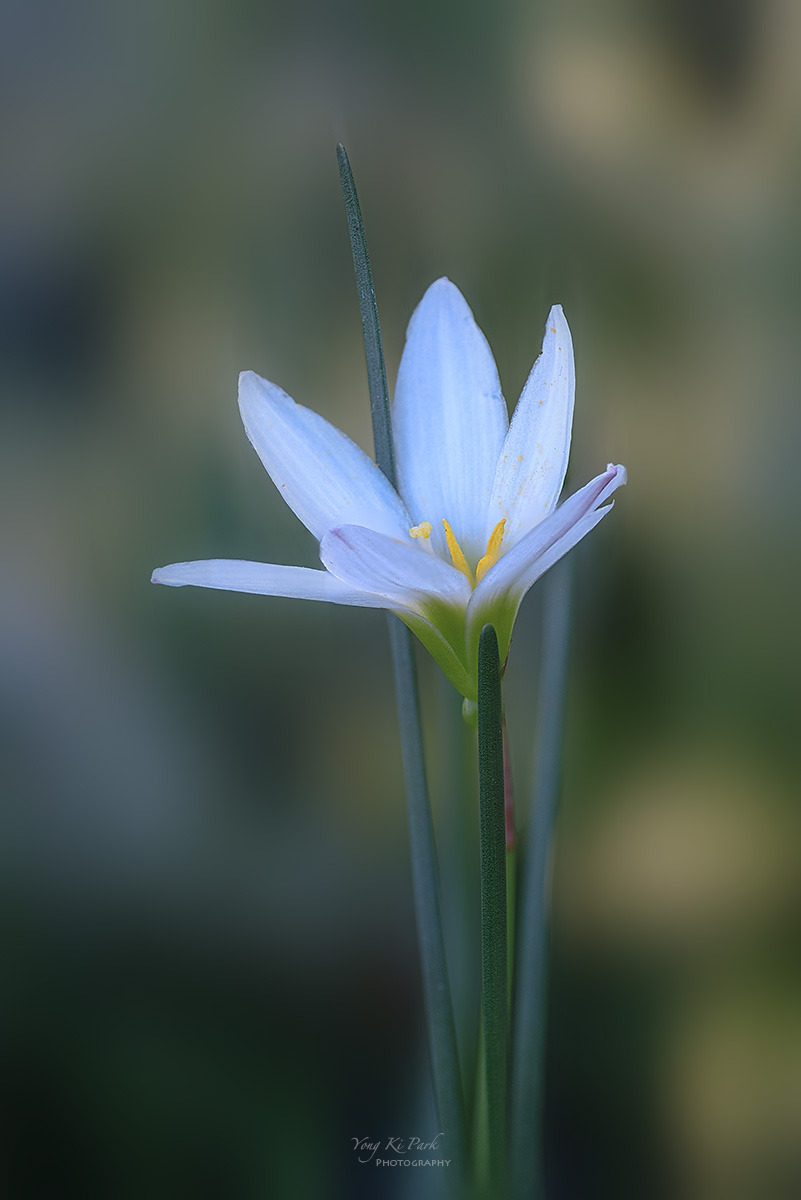 137_6406-16-st-s-Autumnal lyricism-9.jpg