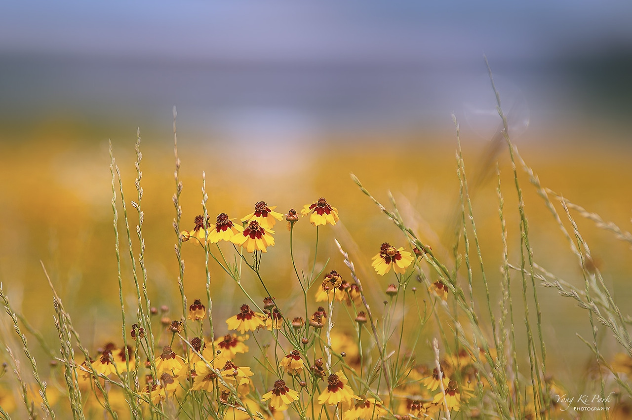 119_2611-m-c-s-Poetic summer-10-3.jpg