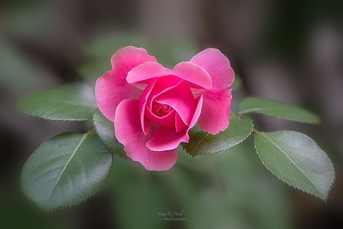 135_9737-39-st-s-In the summer garden-7.jpg