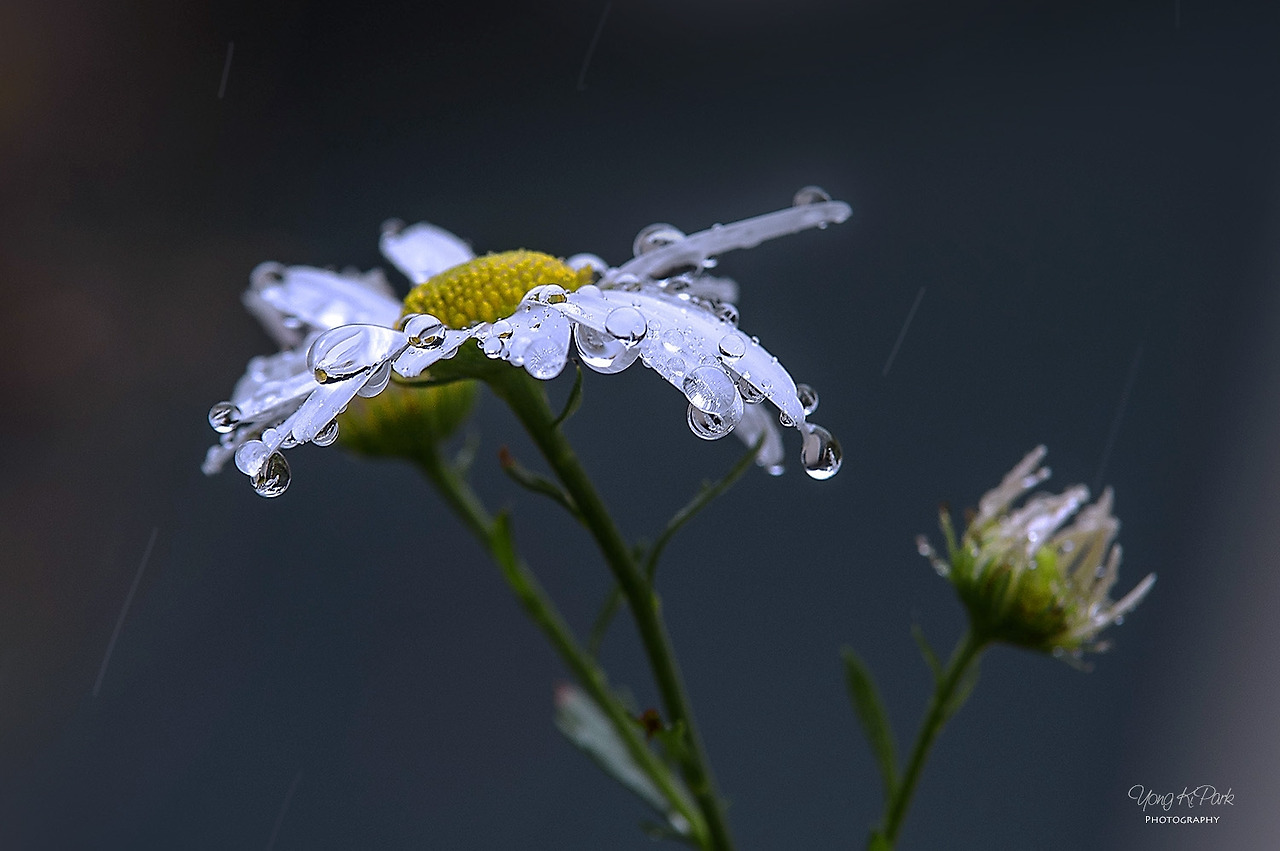 115_3175-c-s-A precious moment of autumn-9.jpg