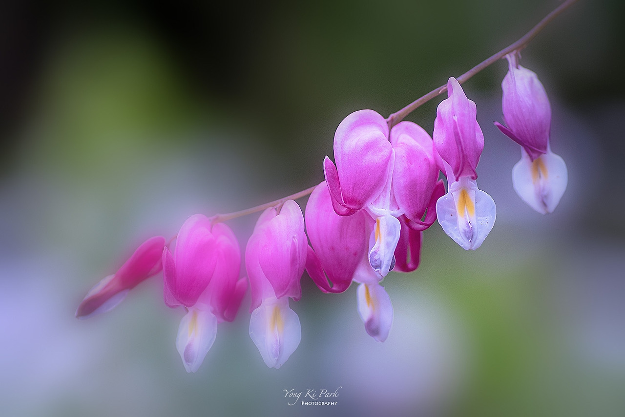 118_9755-1-s-In a dream of flowers-11.jpg