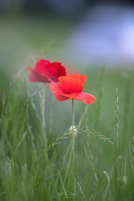 121_3484-s-Where my eyes-12.jpg