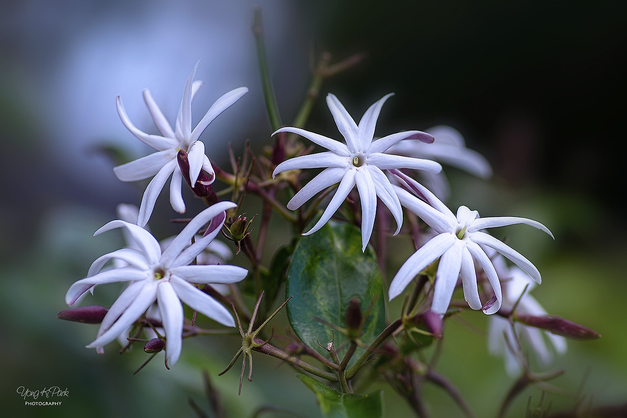 116_2691_90-st-s-Hawaii-오아후에서 만난 꽃-2.jpg