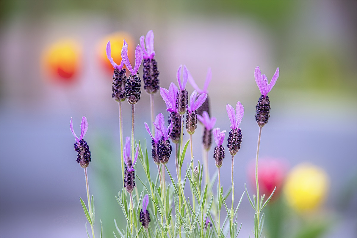 121_1695_93-st-s-So spring has come and is going-14.jpg