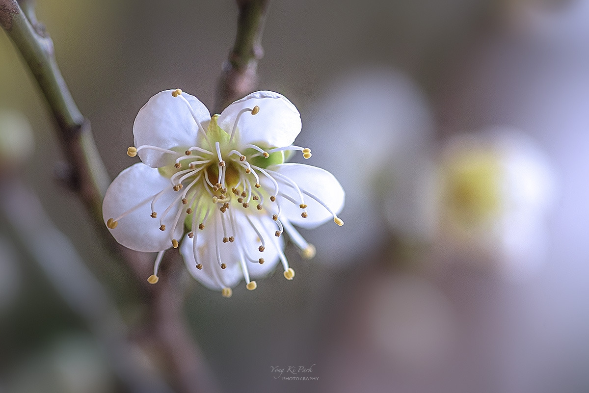 133_9682-94-st-s-Spring that came to me-3.jpg