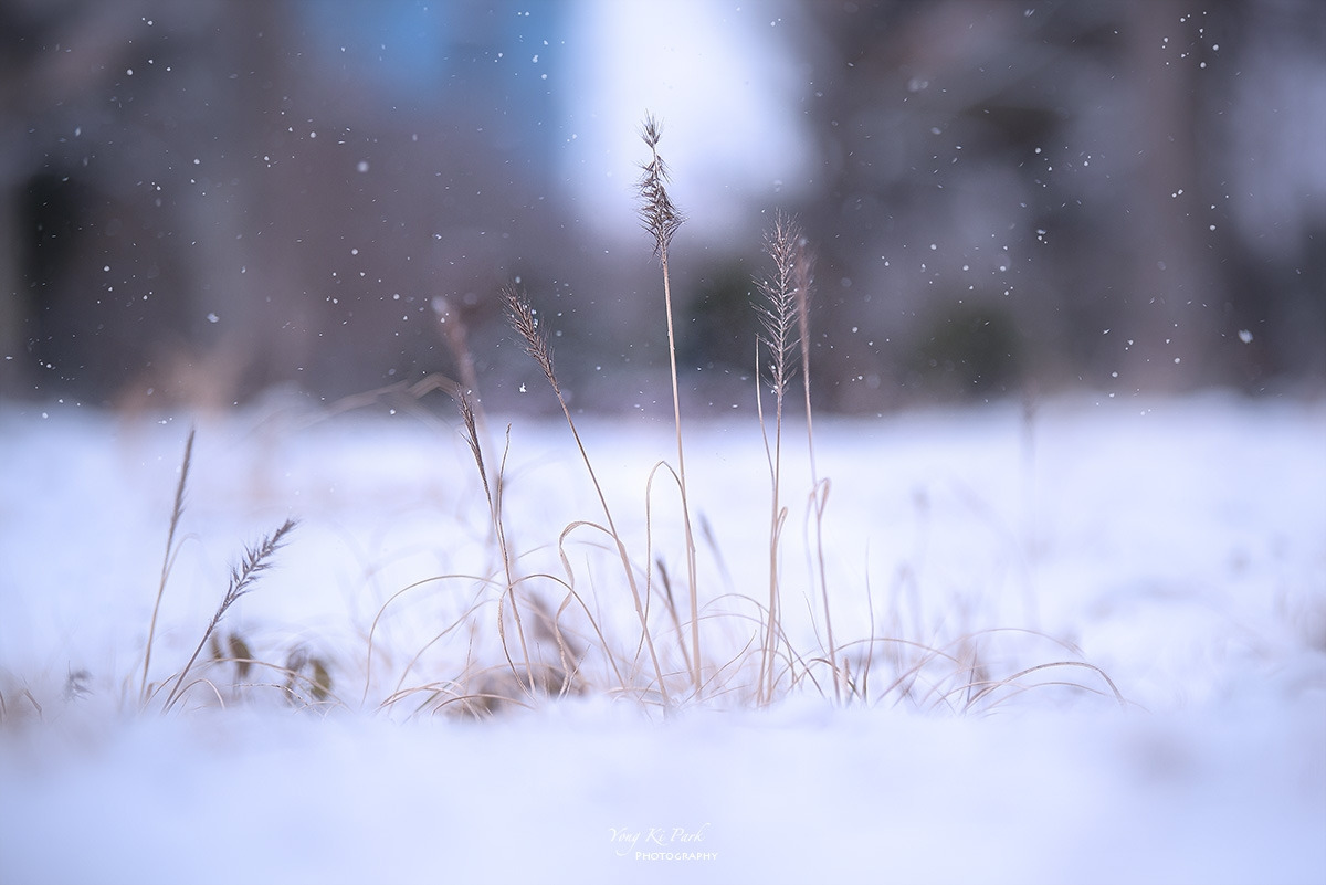 123_8147_52-st-s-Snowy day-2.jpg