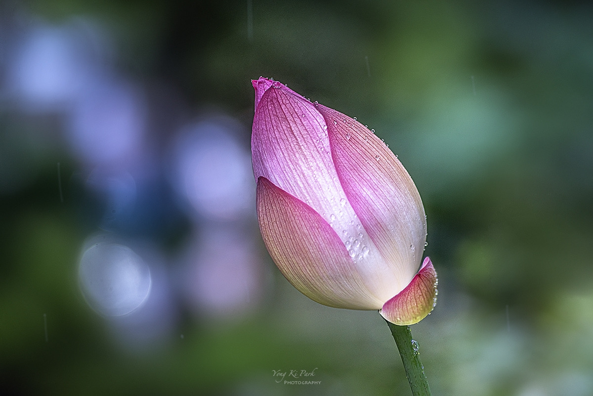 126_4699-4703-st-s-Rainy day-3.jpg