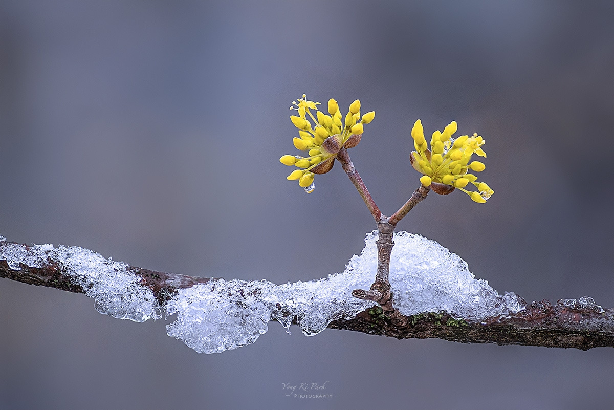 134_1991-98-st-s-Spring snow-2025-4.jpg