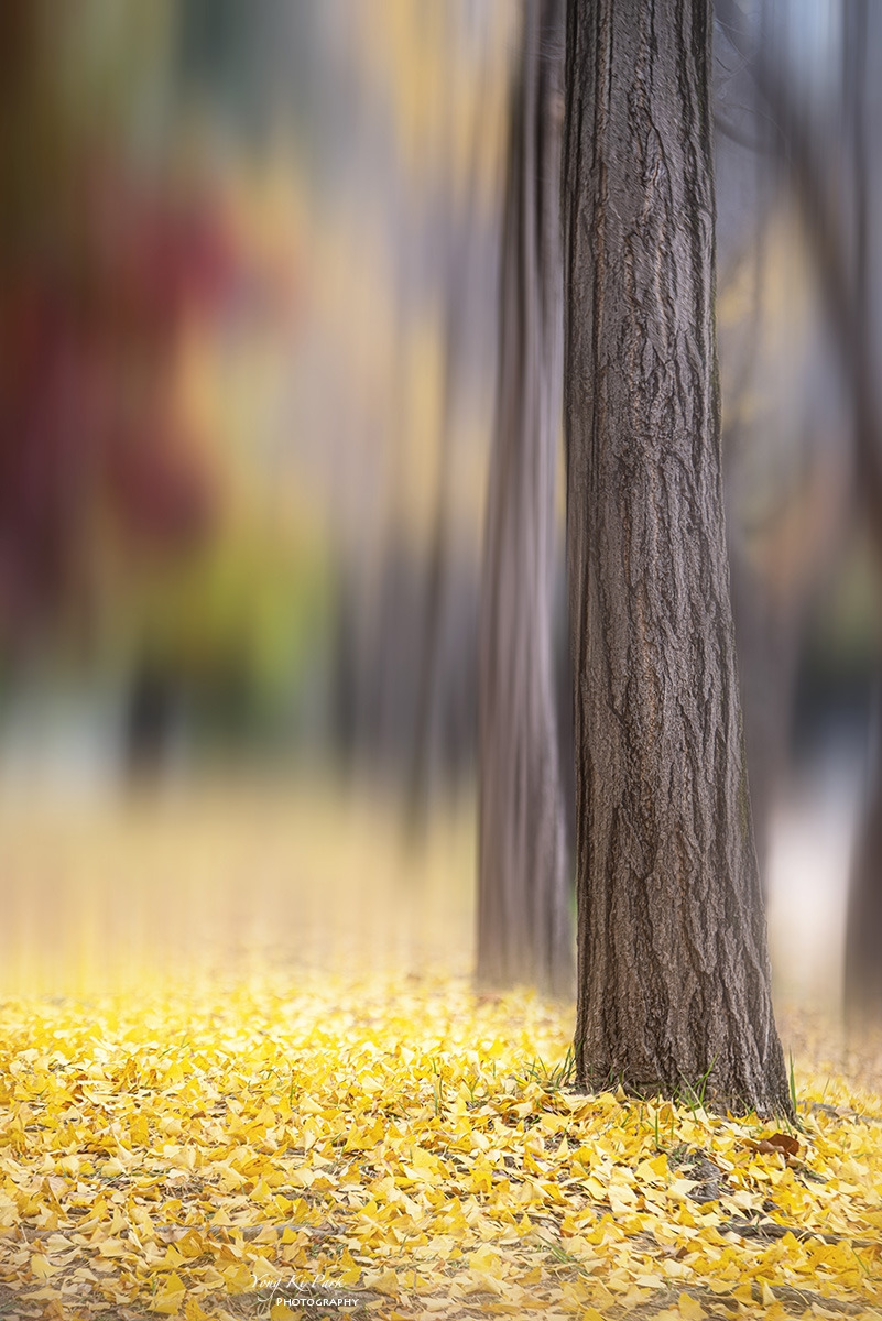 127_6725-6728-st-m-s-Touch of autumn-12.jpg