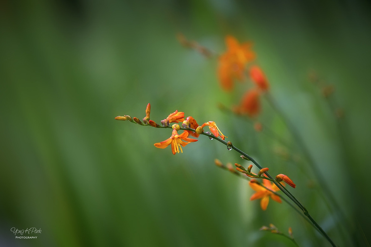 114_5563-66-st-s-AF-Rain and flowers and me-8.jpg