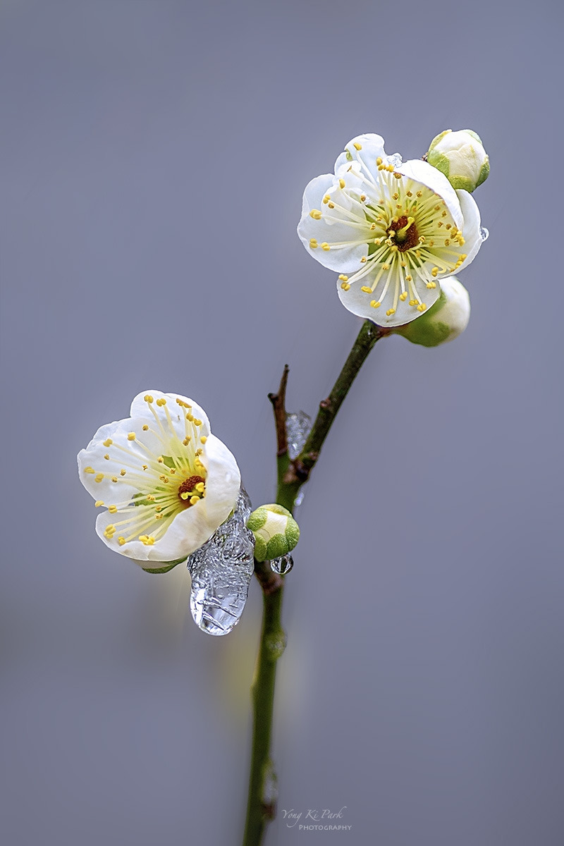 134_2093-97-st-s-Spring snow-2025-2.jpg