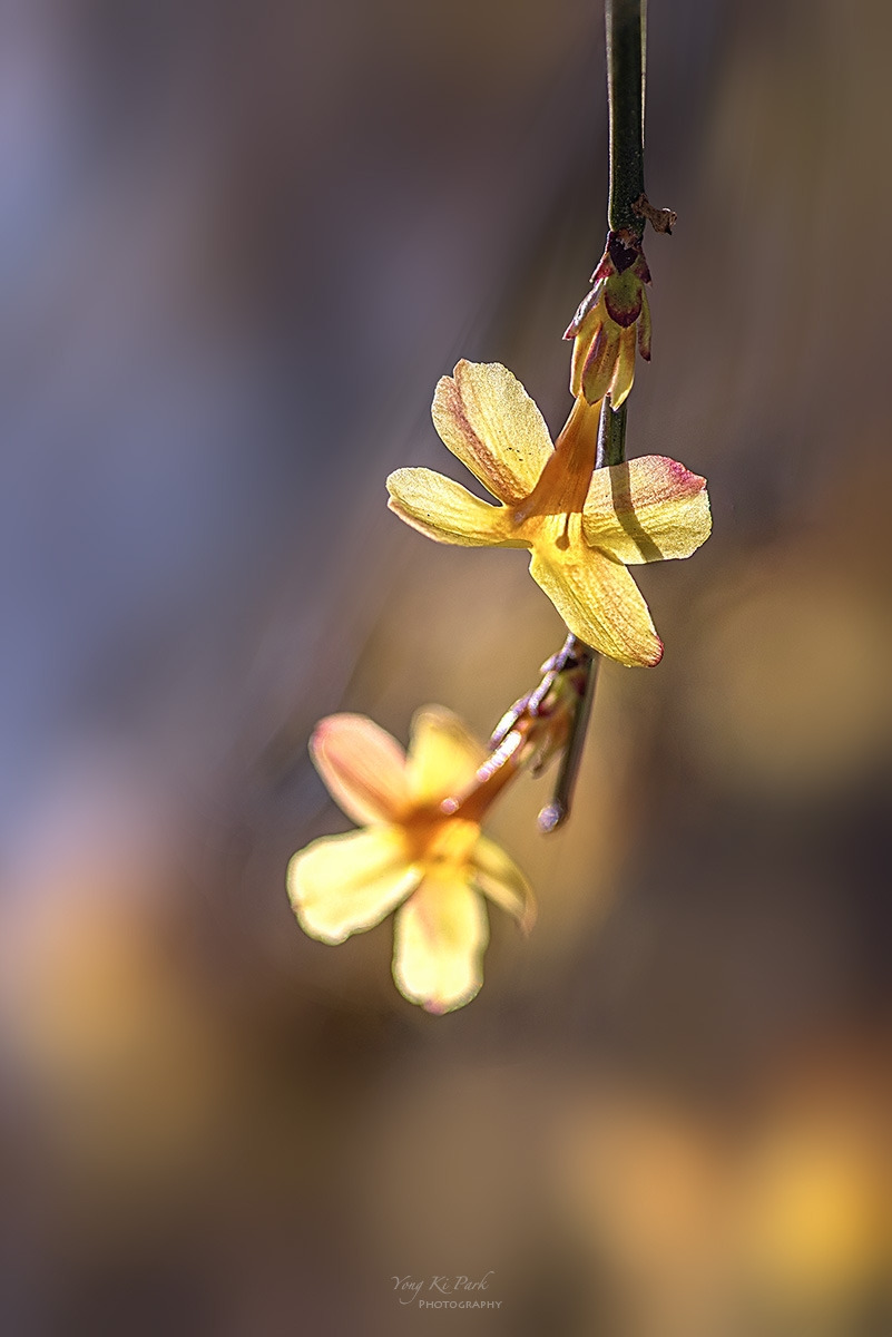 134_0369-77-st-s-Spring that came to me-5.jpg