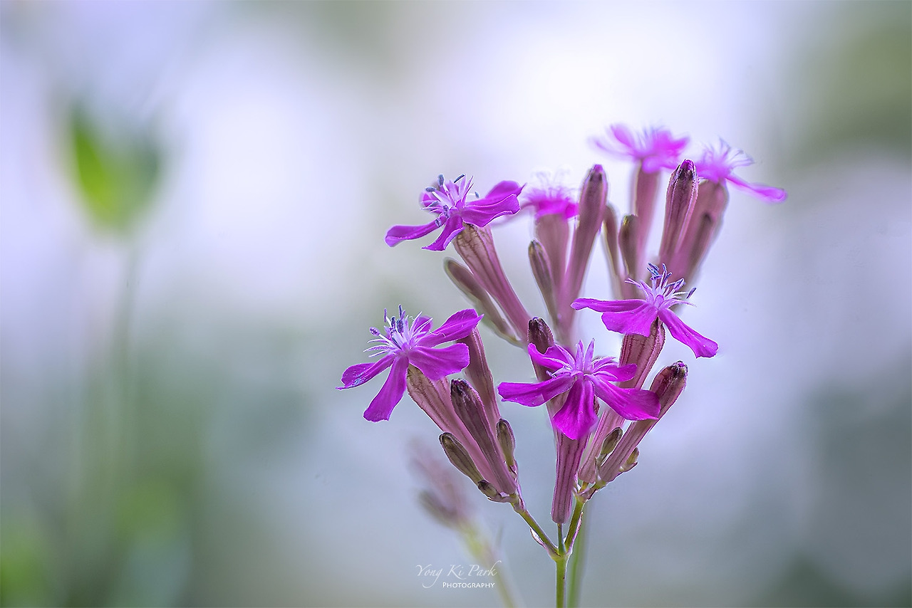 119_2196-2212-st-s-Poetic summer-6.jpg