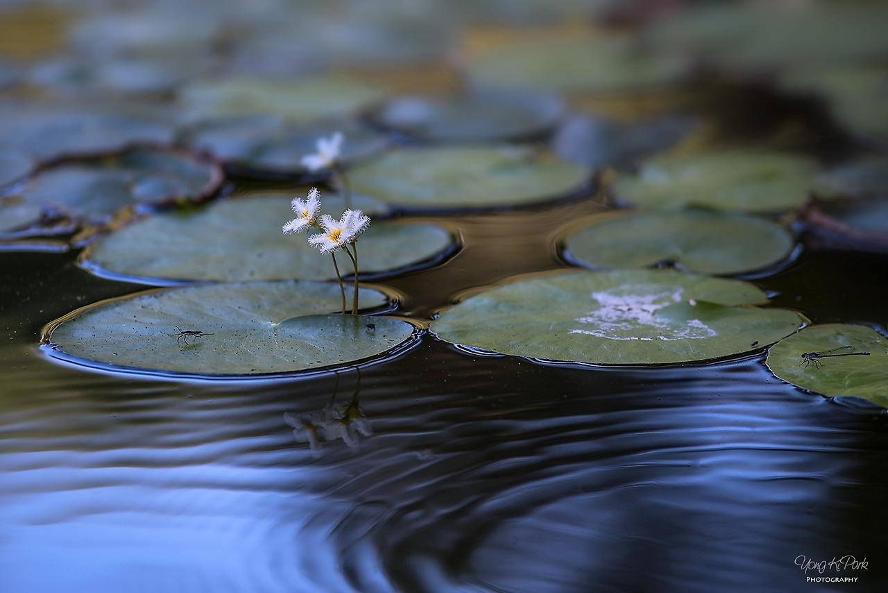 111_4915_4909-st-s-Flowers surviving in hot summer-6.jpg