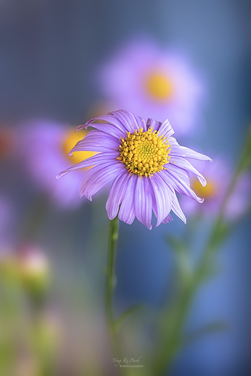 127_2511-14-st-s-Autumn garden-10.jpg