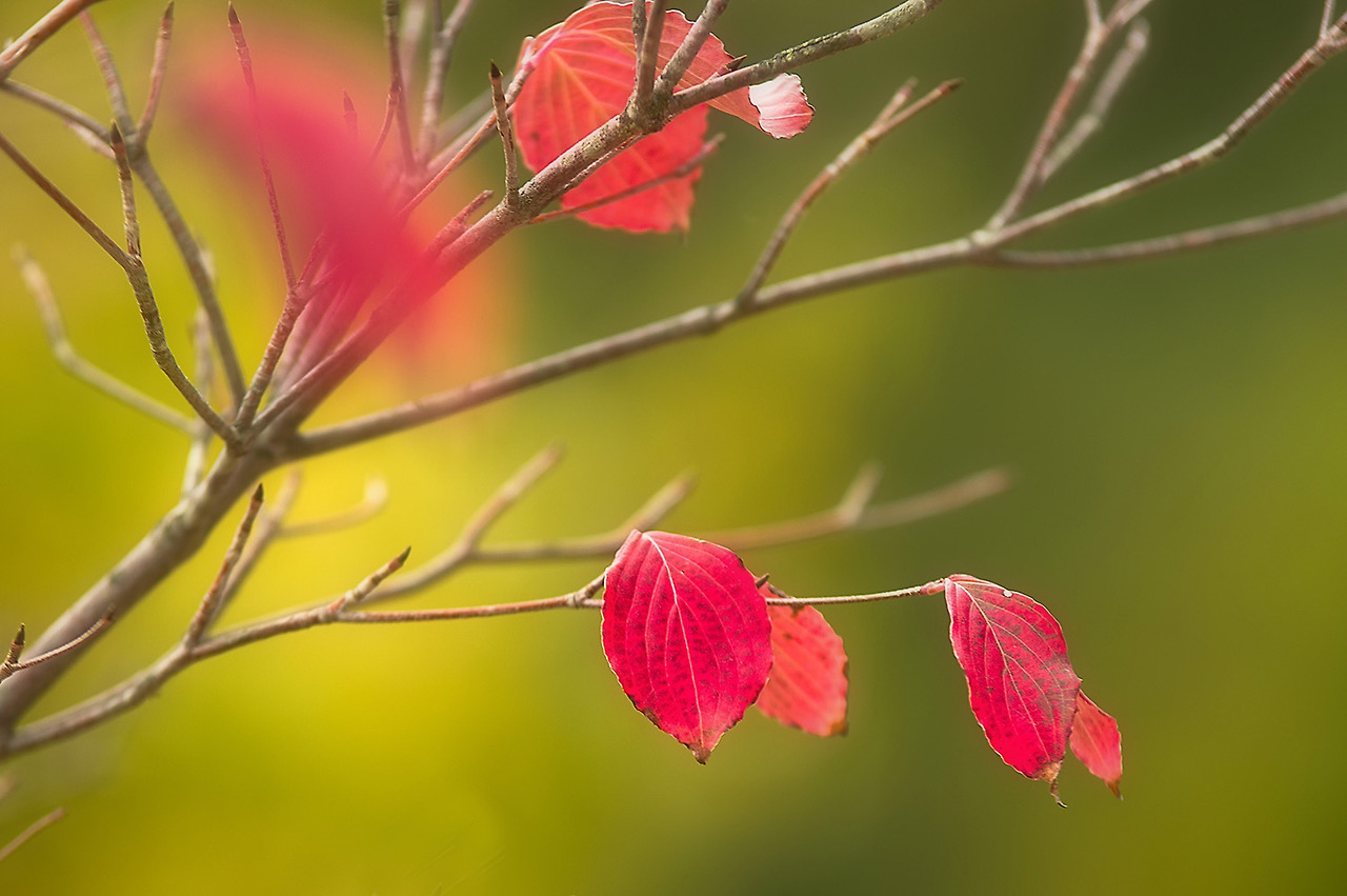 303_8852-s-Red flag of October.jpg