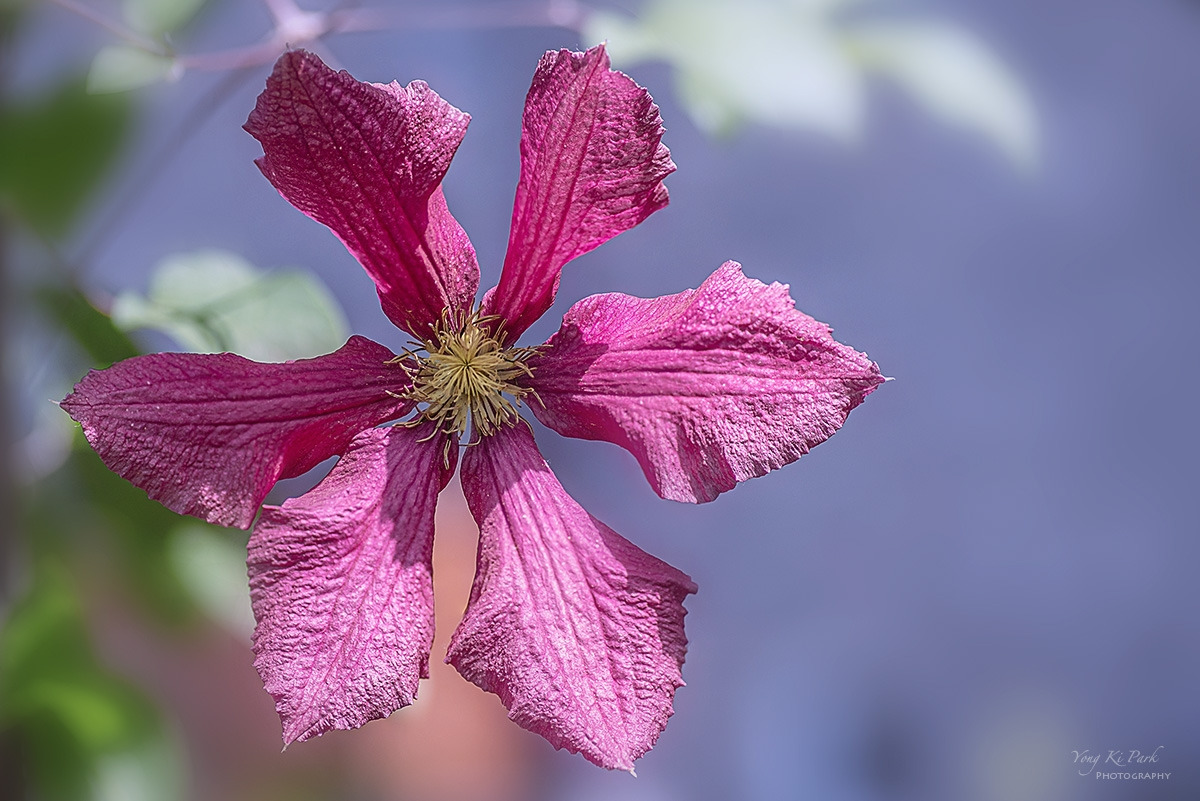 130_5273-74-st-s-A garden walk-4.jpg