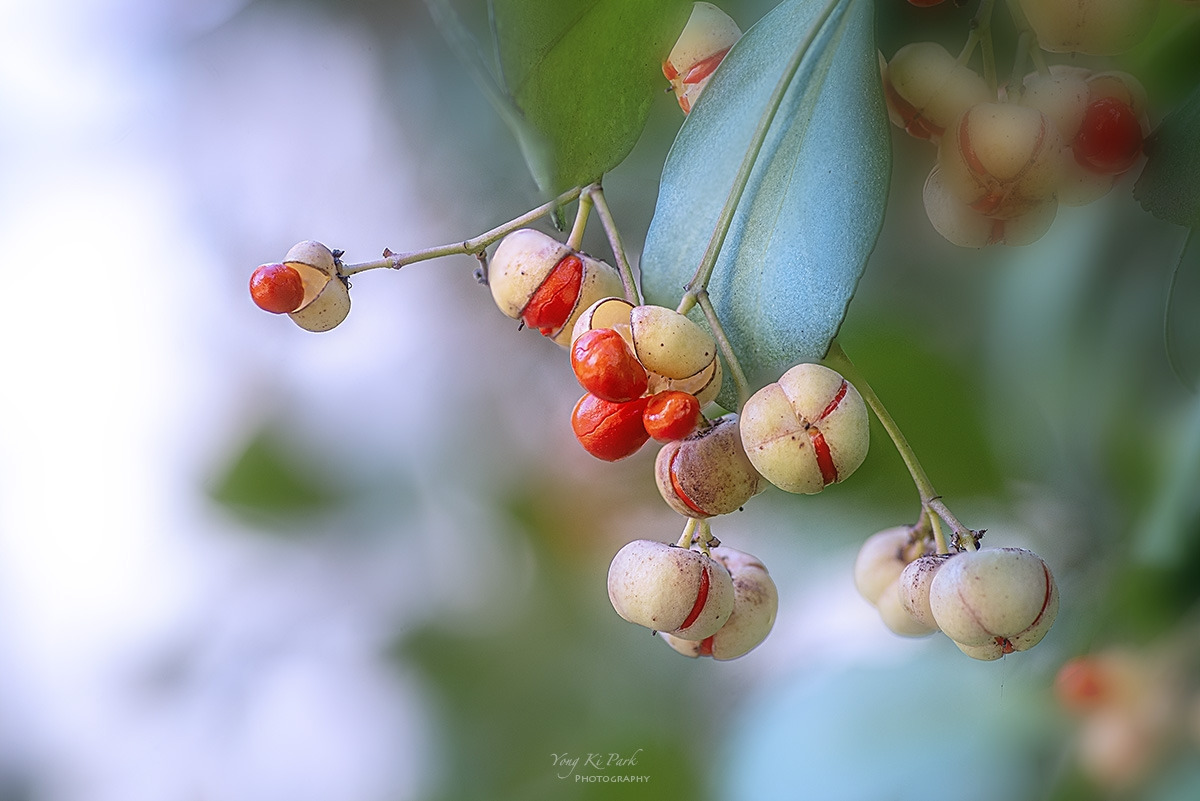 127_7740-47-st-s-Touch of autumn-24.jpg