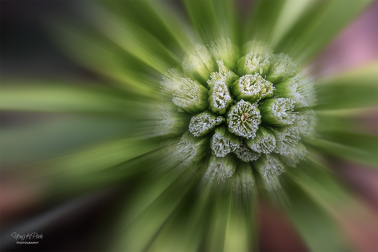 113_2342-52-st-s-Fragrance  of April-1.jpg