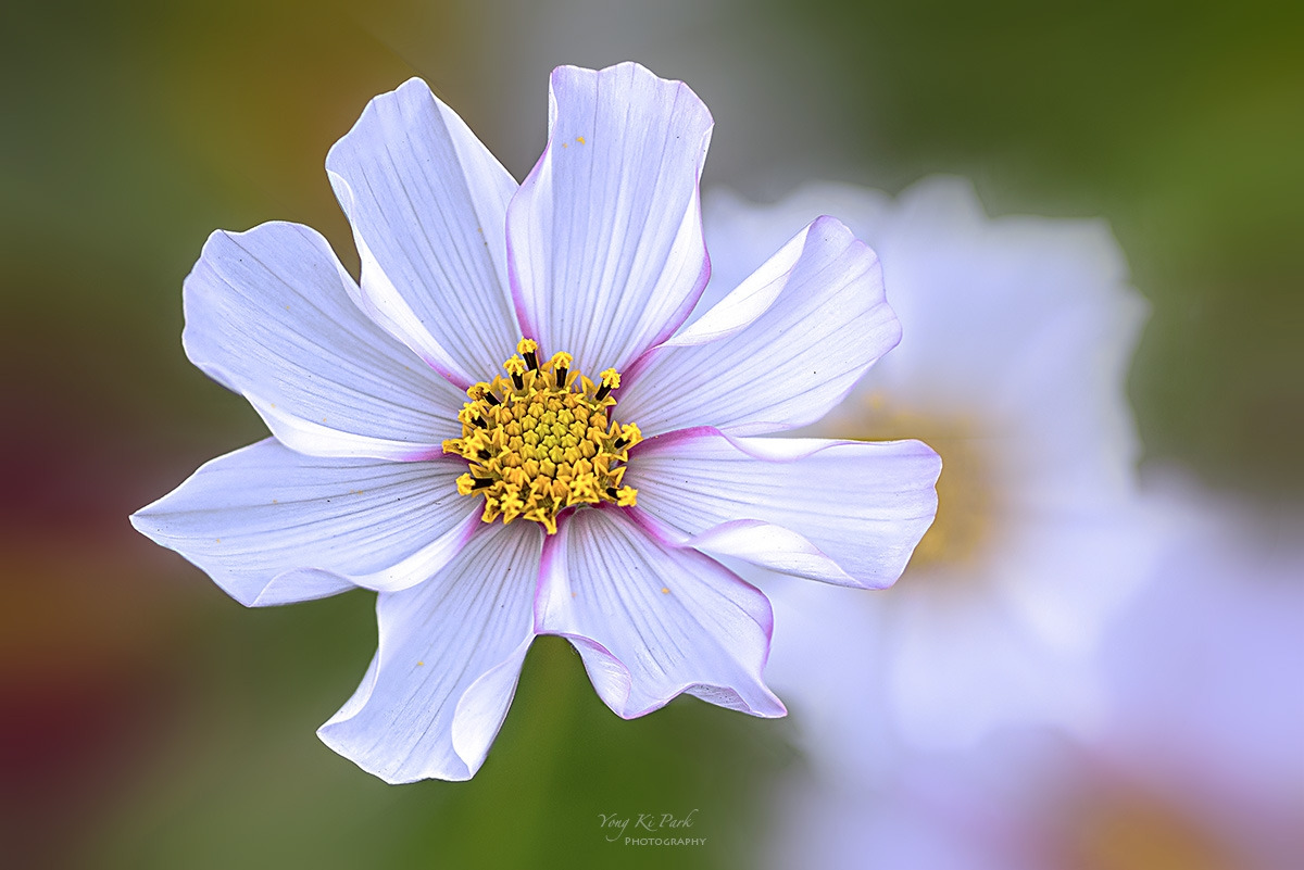 137_7552-55-st-m-s-Autumnal lyricism-21.jpg