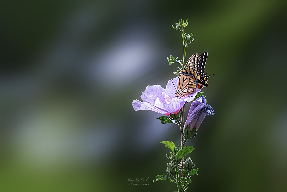 136_9823-F-s-Where the Seasons Meet-3.jpg