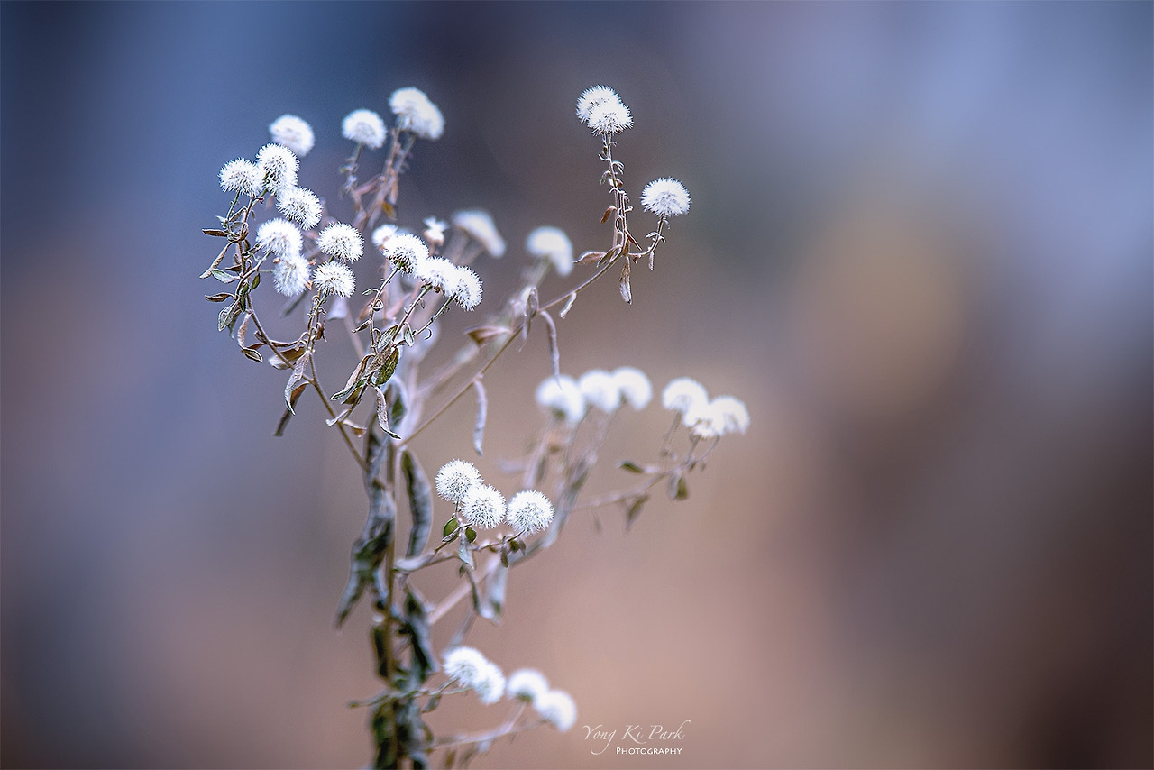 120_4740-sWinter garden-6.jpg