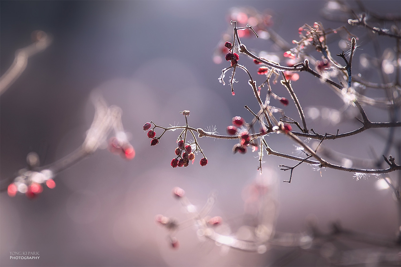 109_2705-s-The forest of February-2.jpg