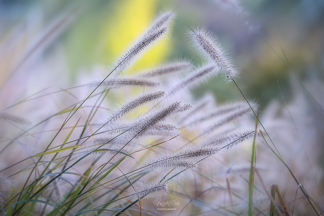 117_9934-s-A moment that enchants me-25.jpg