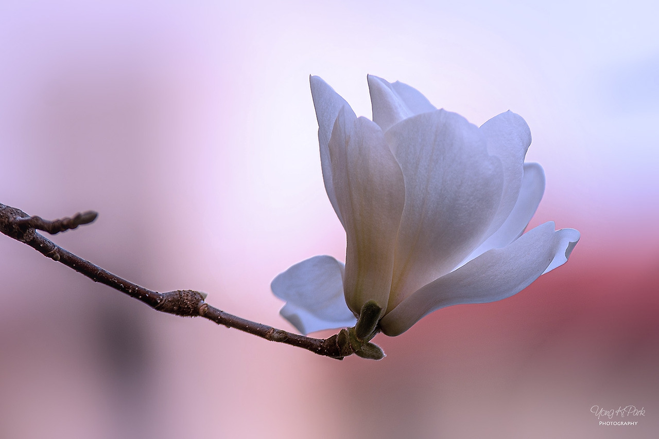 116_6215-s-st-s-Spring is there-17.jpg