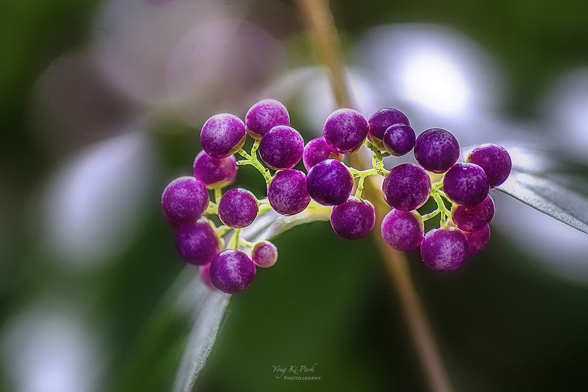 127_3527-37-st-s-Touch of autumn-5.jpg