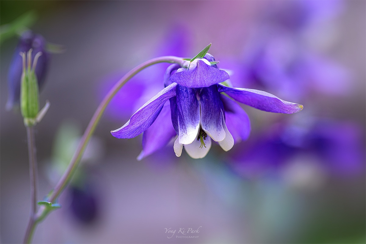 121_2542-47-st-s-So spring has come and is going-12.jpg