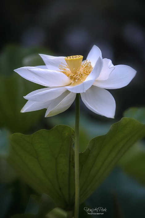 114_4398-s-At the summer pond-2.jpg