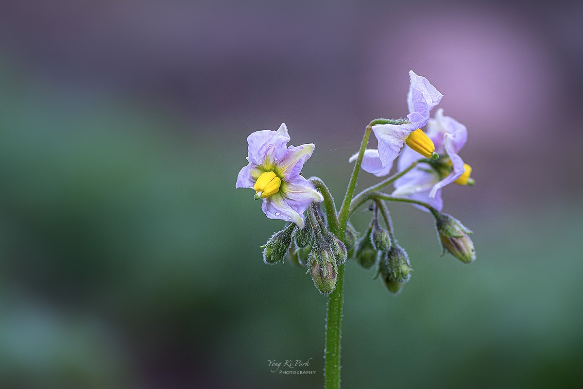 125_5522-28-st-c-s-Last spring-2023-4.jpg