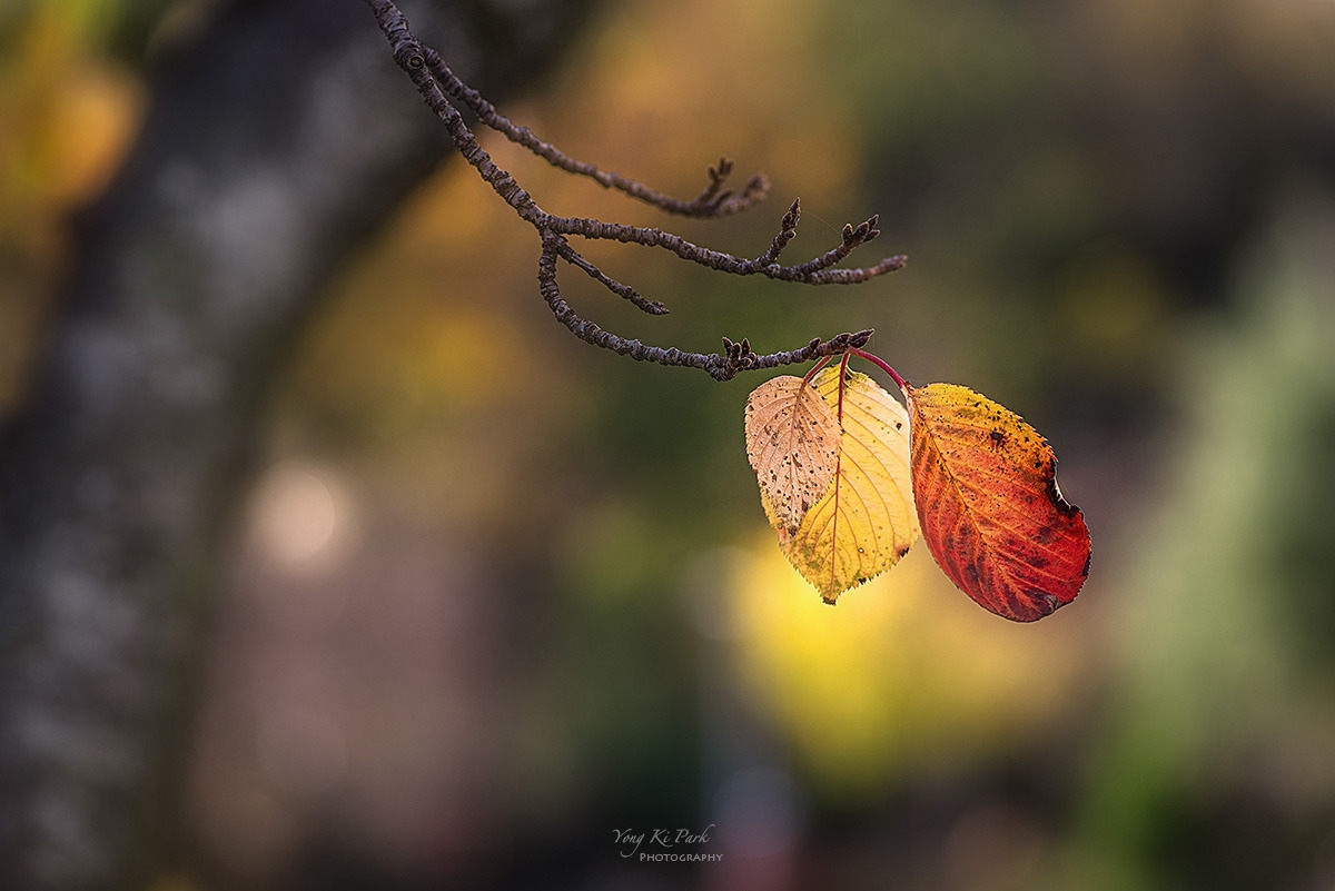 127_7846-48-st-s-Touch of autumn-23-3.jpg