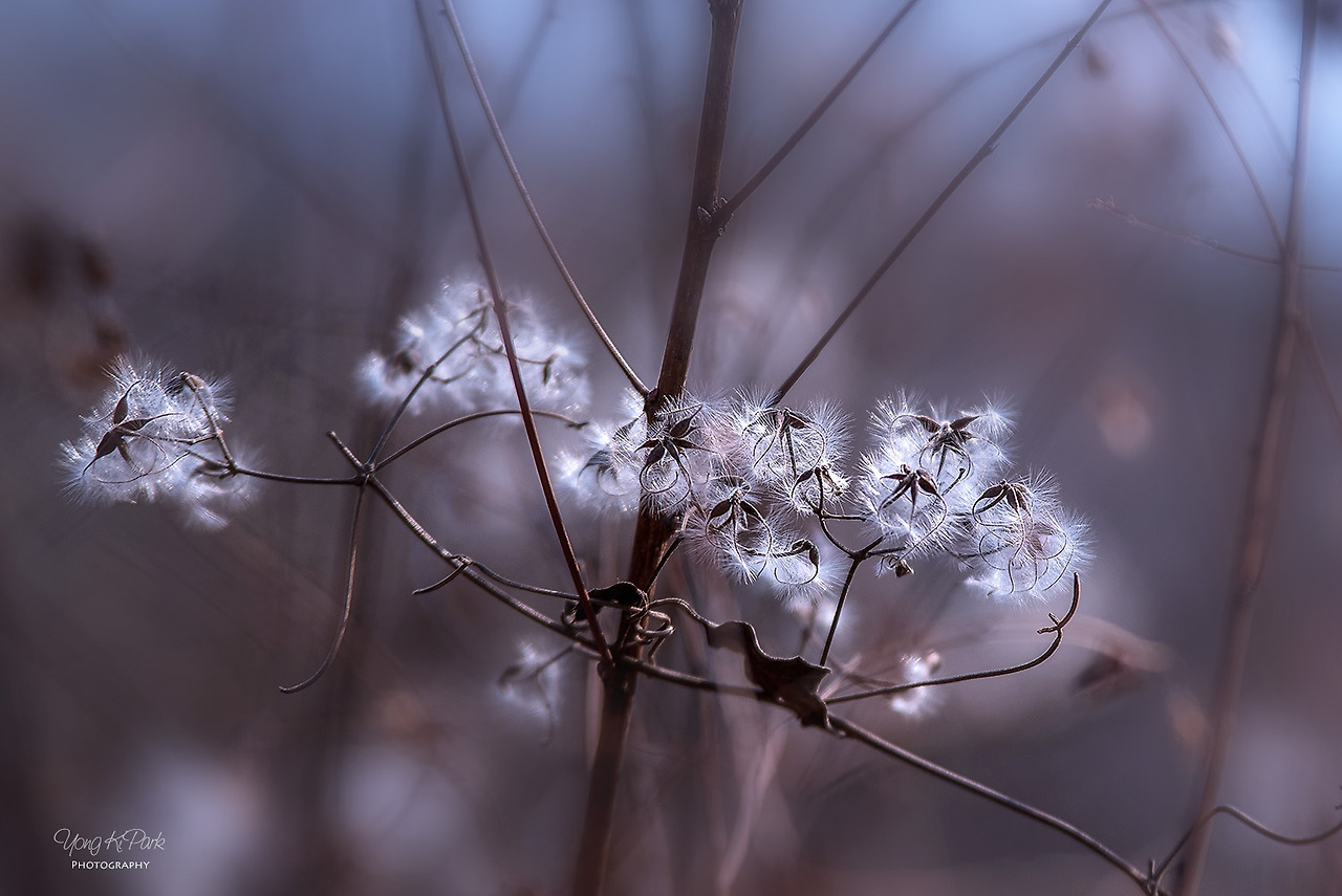 112_5514-s-Flowers blooming in winter-4.jpg