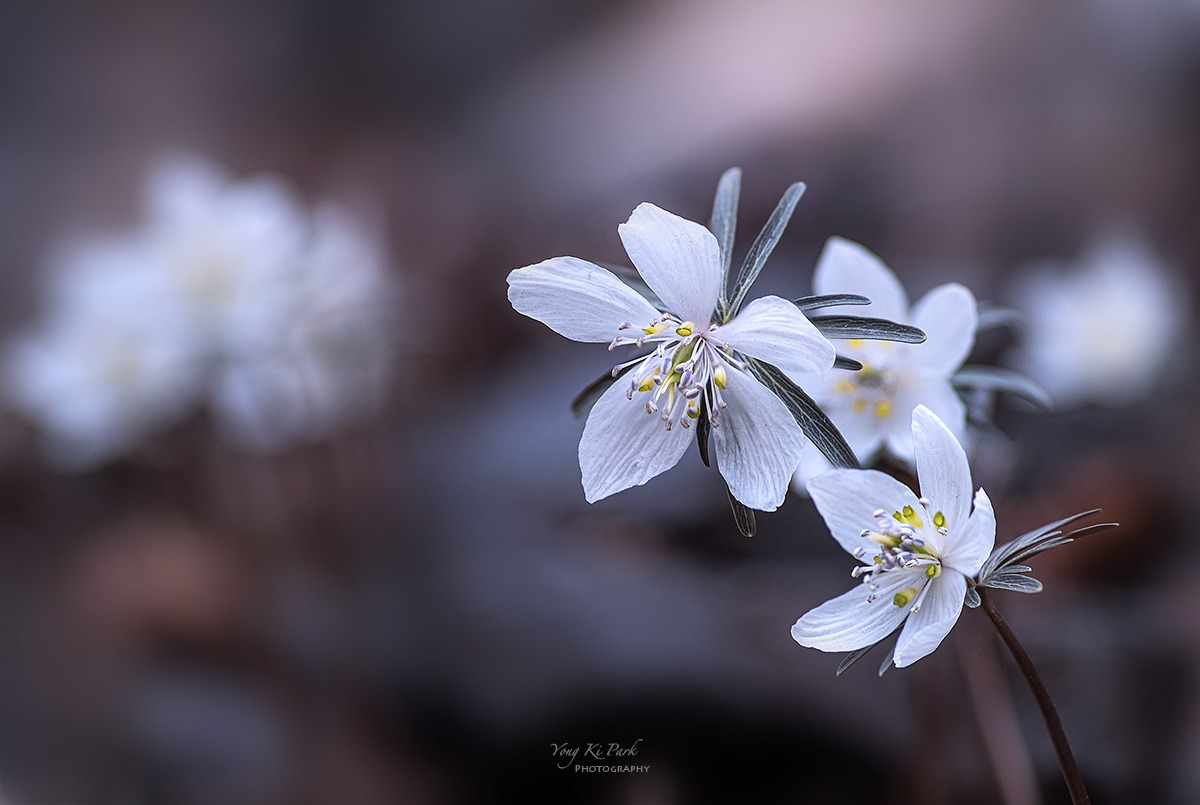 124_2730-36-st-s-Spring again-3.jpg