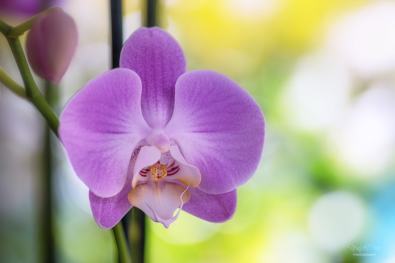 116_2381-s-Hawaii-마우이에서 만난 꽃-10.jpg