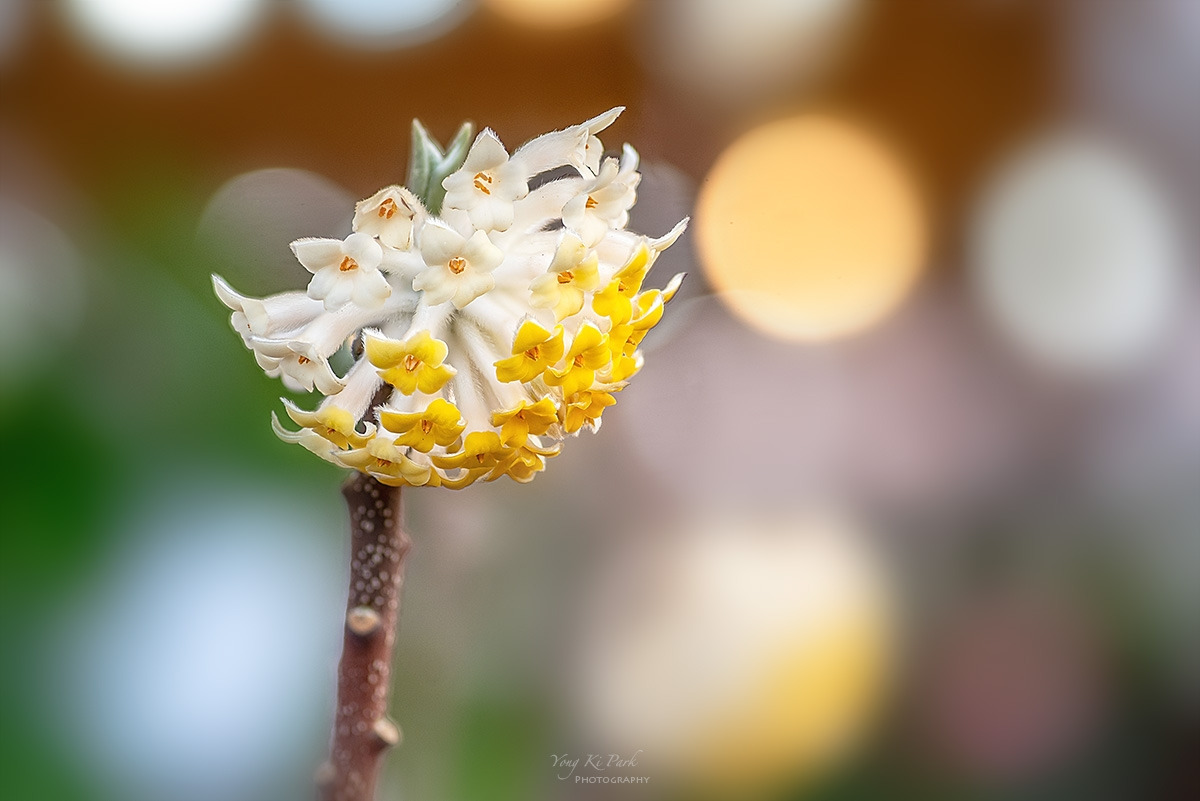 128_6830-35-st-s-n the garden of early spring-15.jpg