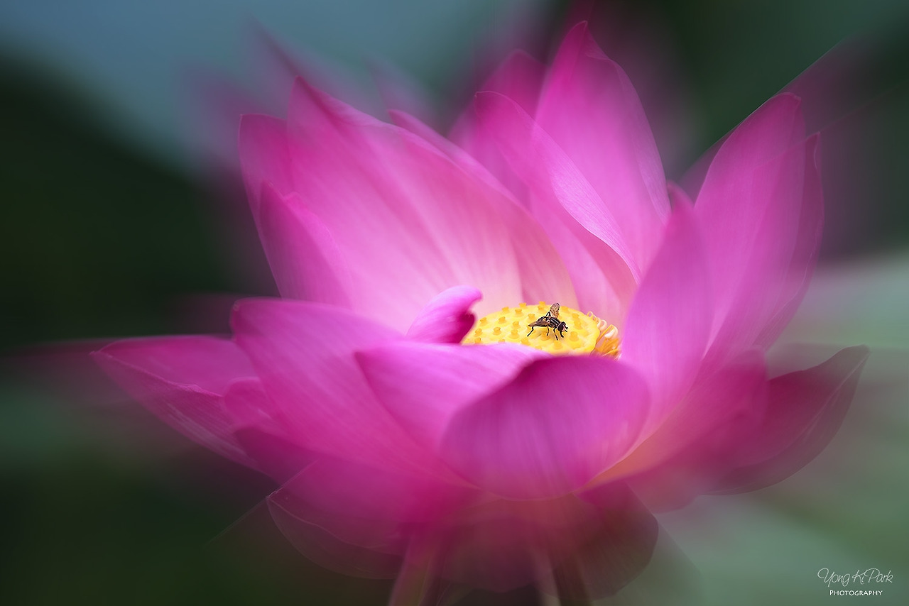 114_4402-m-s-At the summer pond-6.jpg